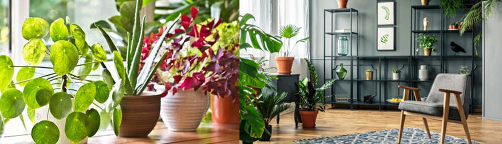 Feature image Indoor plants to warm your home