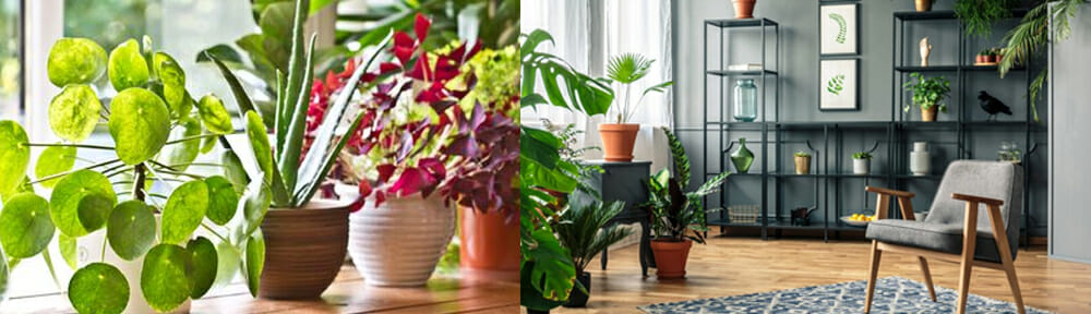 Indoor plants to warm your home