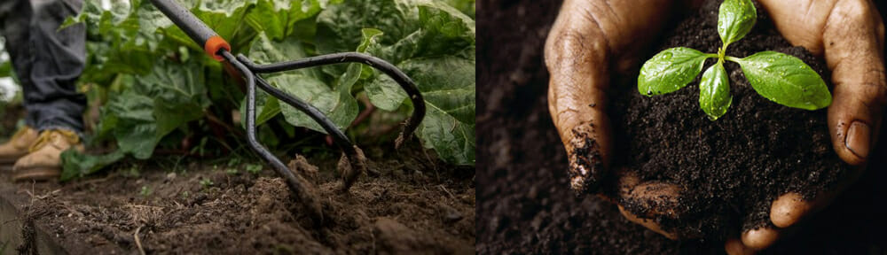 Two images: one showing a garden fork digging in soil among green plants in a New Year Garden, and another of hands holding a small plant sprouting from soil.