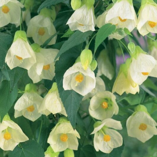 A cluster of pale yellow bell-shaped flowers with orange centers, hanging amidst green leaves in an Abutilon 'Lucky Lantern White' 6" Pot.