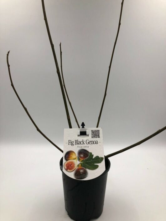 A potted Ficus 'Black Genoa' Fig Tree 6" Pot with a label, featuring slender bare branches on a white background.