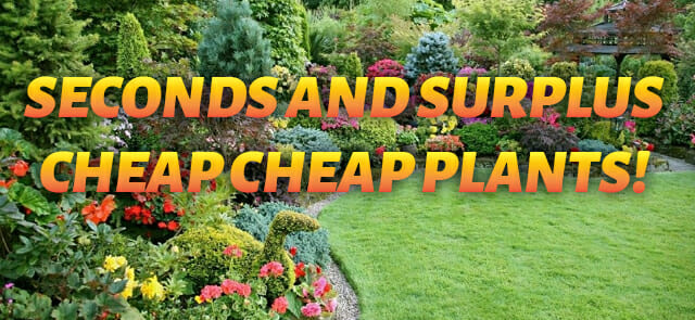 Monster Grower Sale Seconds And Surplus Cheap Plants Plant
