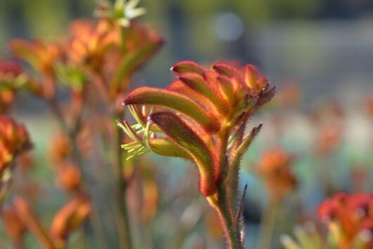 Close-up of a vibrant Anigozanthos 'Bush Glow™' Kangaroo Paw 6" Pot, characterized by its unique red and green fuzzy flowers, against a softly blurred background.