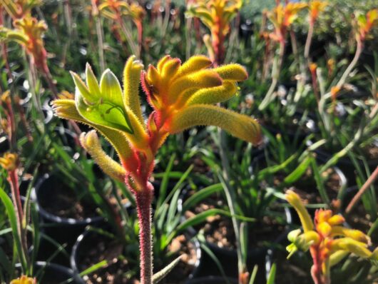 Close-up of an Anigozanthos 'Bush Tenacity™' Kangaroo Paw 6" Pot plant against a blurred background of similar plants in sunlight, exhibiting its bush tenacity.