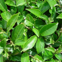 Lush green tea leaves of the Camellia sinensis 'Tea Plant' 6" Pot growing densely on bushes, showcasing various shades of green and fresh leaf textures.