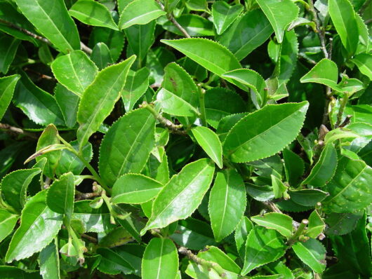 Lush green tea leaves of the Camellia sinensis 'Tea Plant' 6" Pot growing densely on bushes, showcasing various shades of green and fresh leaf textures.