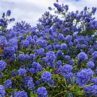 Dense clusters of purple-blue flowers adorn the green leafy Austromyrtus 'Midyim Berry' in a 6" Pot under a partly cloudy sky.