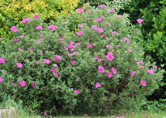Cistus x purpureus 'Brilliancy' Gum Rock Rose shrub with beautiful hot pink flowers
