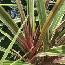 Close-up of a Cordyline 'Can Can' 7" Pot plant with green and cream striped leaves and a central red stem.