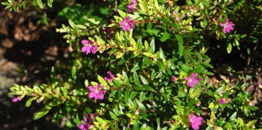 Bright purple flowers bloom on a dense Cuphea 'Golden Ruby' 6" Pot shrub under sunlight.