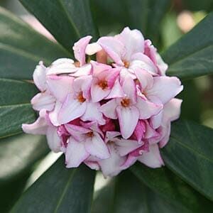 A close-up of a cluster of pale pink Daphne odora 'Pink' flowers, with orange centers, nestled among green leaves in a 6" pot.