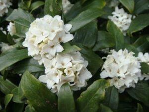 Clusters of white Daphne odora 'White' flowers with glossy dark green leaves in a 6" pot.