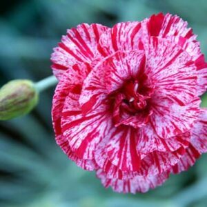 Dianthus 'Freckly Flake' 6'' Pot carnation flower in close-up with a blurred green background.