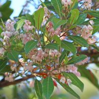 Austromyrtus 'Midyim Berry' in a 6" pot features clusters of small pink flowers and elongated green leaves, thriving in bright natural light.