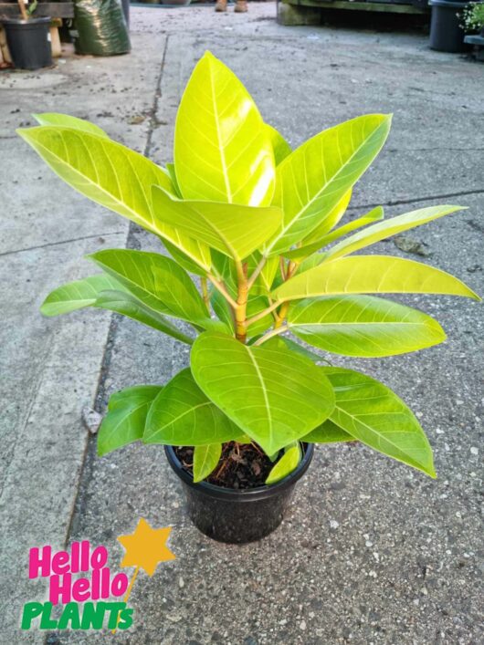 Ficus altissima Yellow Gem