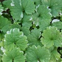 Glechoma variegata 'Creeping Charlie' 6" Pot