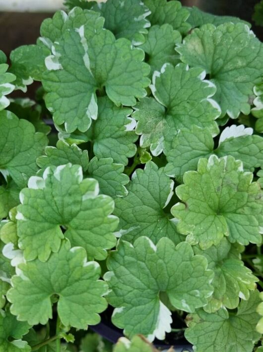 Glechoma variegata 'Creeping Charlie' 6" Pot