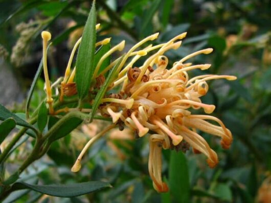 Close-up of an orange Grevillea 'Deua Gold' 6" Pot flower with spindly petals and green leaves, set against a soft-focus greenery background.