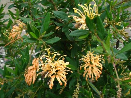 Yellow and orange Grevillea 'Deua Gold' 6" Pot flowers with green leaves, partially hidden by foliage, in natural daylight.