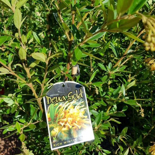 A Grevillea 'Deua Gold' 6" Pot plant in a garden with a "Deua Gold" tag hanging from a branch, indicating the variety of the plant.