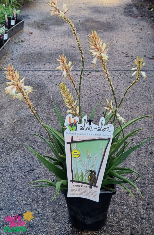 Aloe 'Sparkler™' 2L Pot