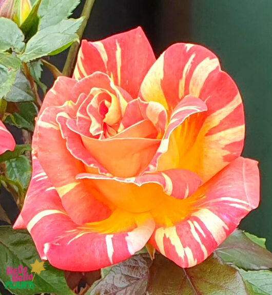 Rose 'Harry Wheatcroft'
