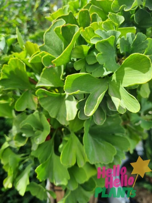 Ginkgo mariken 'Dwarf Maidenhair' 8" Pot