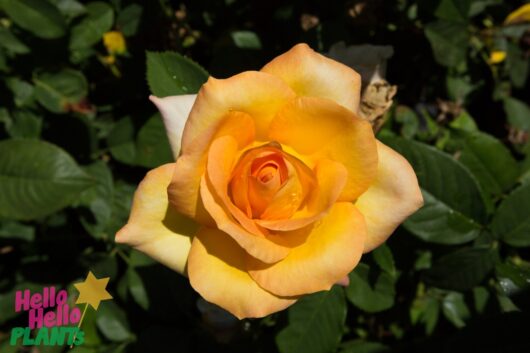 Rose 'Gold Medal' 3ft Standard