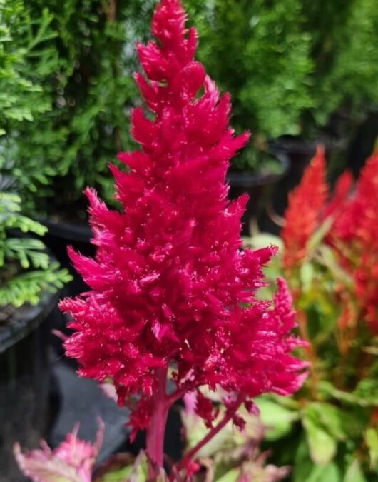 Celosia 'Dragons Breath' 6" Pot
