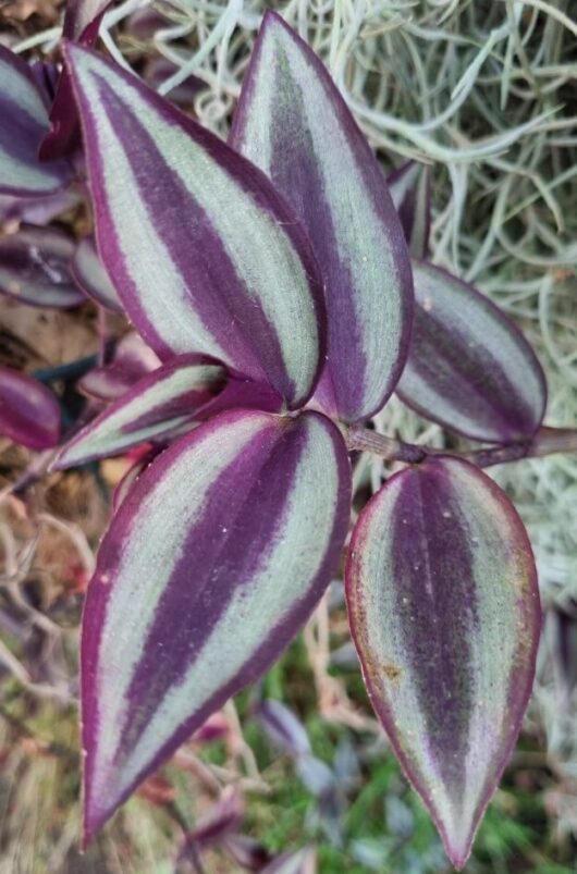 Tradescantia 'Zebrina Purple' Wandering Jew 8" (Hanging Basket)