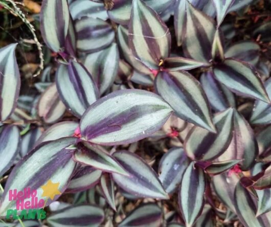 Tradescantia 'Zebrina Purple' Wandering Jew 8" (Hanging Basket)