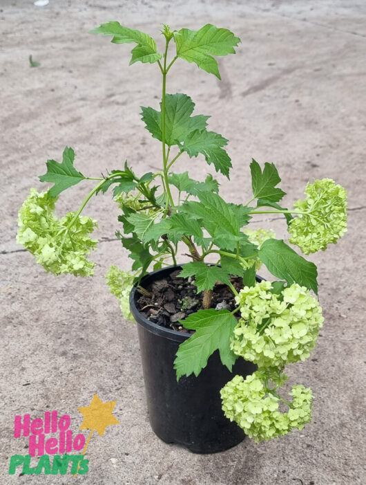 Hello Hello Plants Viburnum ‘Snowball Bush’ 6″ Potf