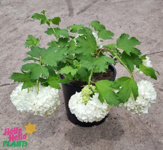 Hello Hello Plants Viburnum ‘Snowball Bush’ 8″ Pot