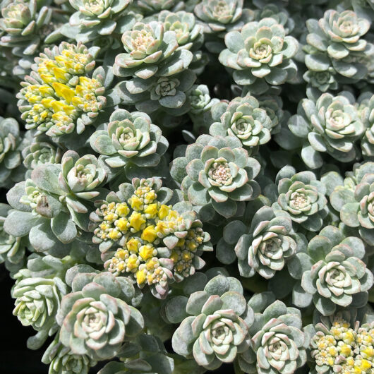 Sedum 'Silver Fairy Cushion' 8" Pot