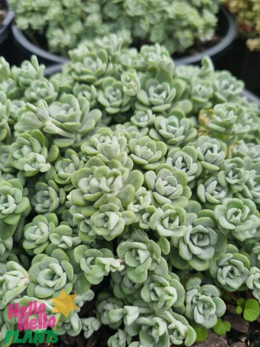 Sedum 'Silver Fairy Cushion' 8" Pot