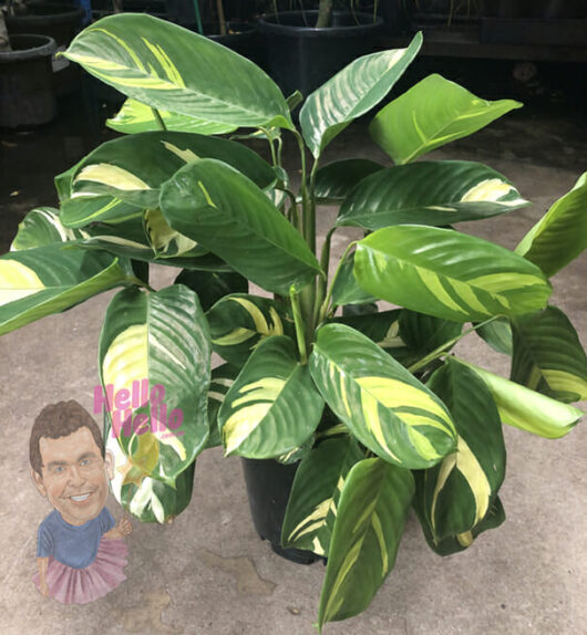 Potted Ctenanthe lubbersiana 'Golden Mozaic' 8" Pot plant with large, variegated green and yellow leaves, displayed on a concrete floor in a dimly lit area, featuring a "hello i'm v