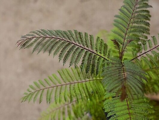 Jacaranda Tree 45L