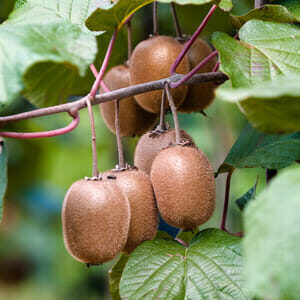 Cluster of ripe Actinidia Kiwi fruits (Male) 2L Pot hanging from a vine, surrounded by green leaves.