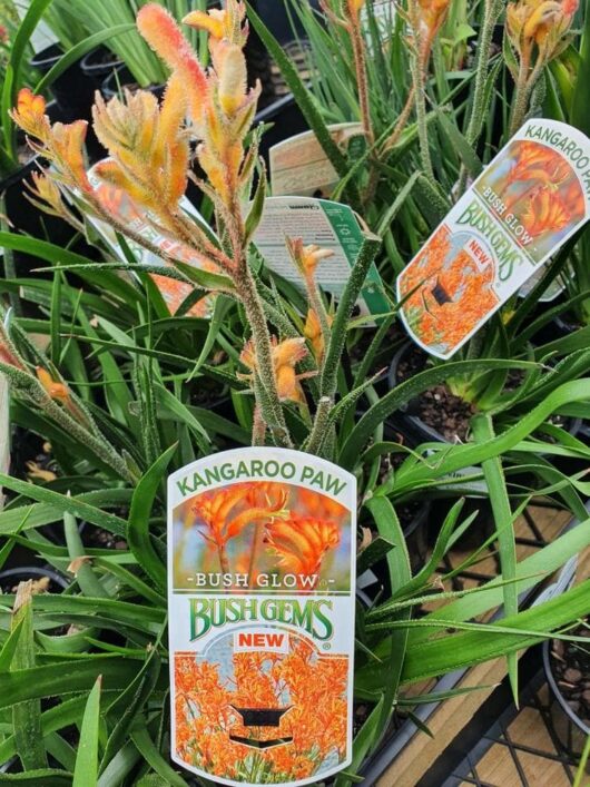 Anigozanthos 'Bush Glow™' Kangaroo Paw 6" Pot