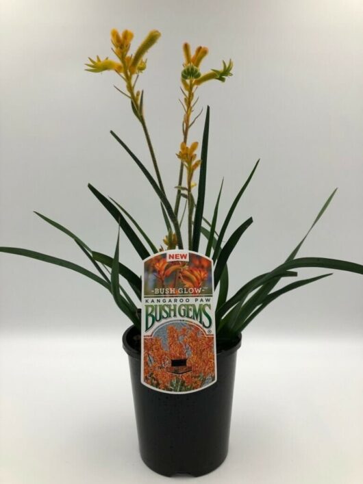 Potted plant with long green leaves and yellow flowers, featuring a "new Anigozanthos 'Bush Glow™' Kangaroo Paw 6" Pot" label, against a white background.