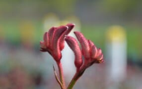 Two red budding Anigozanthos 'Bush Princess™' Kangaroo Paw 6" Pot flowers with a softly blurred green background.