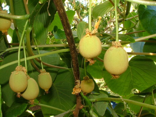 Actinidia Kiwi Fruits growing on a branch, surrounded by lush green leaves, in daylight.