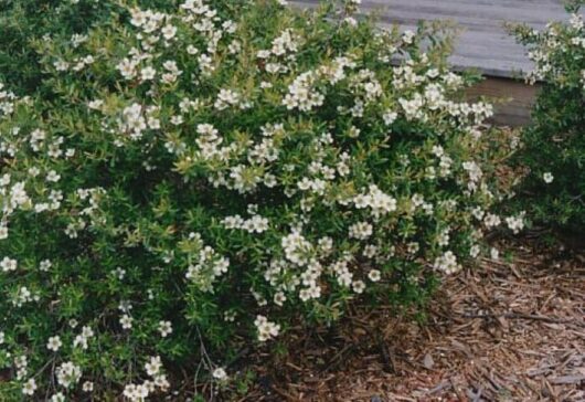 A lush Leptospermum 'Lemon Bun' with small white flowers, set against a background of mulch and part of a wooden structure on the left.