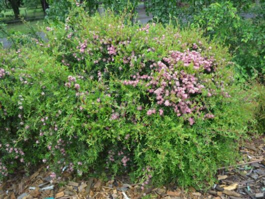 A lush Leptospermum 'Aphrodite' Tea Tree 6" Pot with dense green foliage and clusters of small pink flowers, surrounded by wood chips on a garden path.