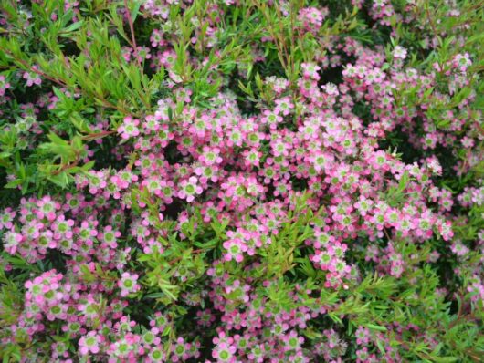 Dense cluster of Leptospermum 'Aphrodite' Tea Tree small pink and white flowers blooming amidst vibrant green foliage in a 6" pot.