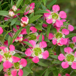 Bright pink flowers with prominent green centers and white stamens, surrounded by dense green foliage of the Leptospermum 'Aphrodite' Tea Tree 6" Pot.
