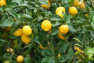 Bright yellow lemons hanging on a lush Citrus Lemon Tree 'Lemonade' 10" Pot with glossy leaves.