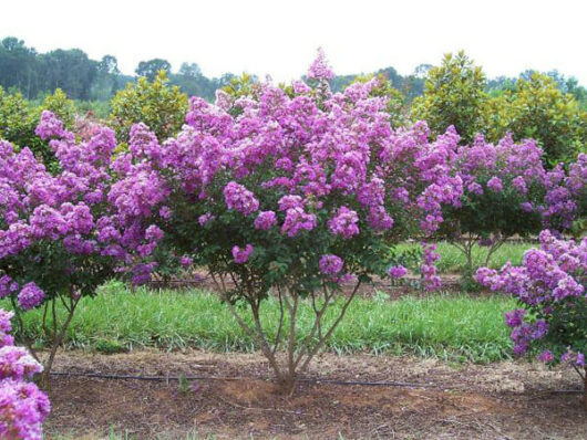 Lagerstroemia 'Lipan' Crepe Myrtle 16" Pot