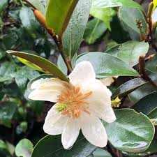 A white Magnolia 'Scented Pearl' 10" Pot flower with a yellow center surrounded by glossy green leaves, wet with dewdrops.