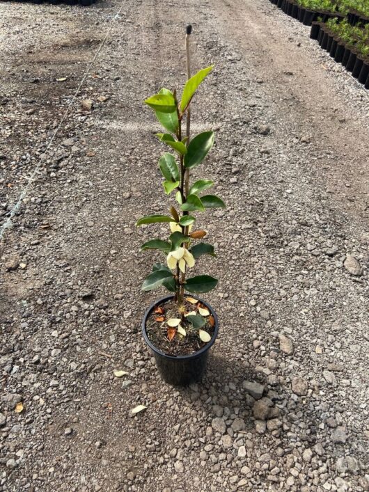 Magnolia x michelia Cinderella